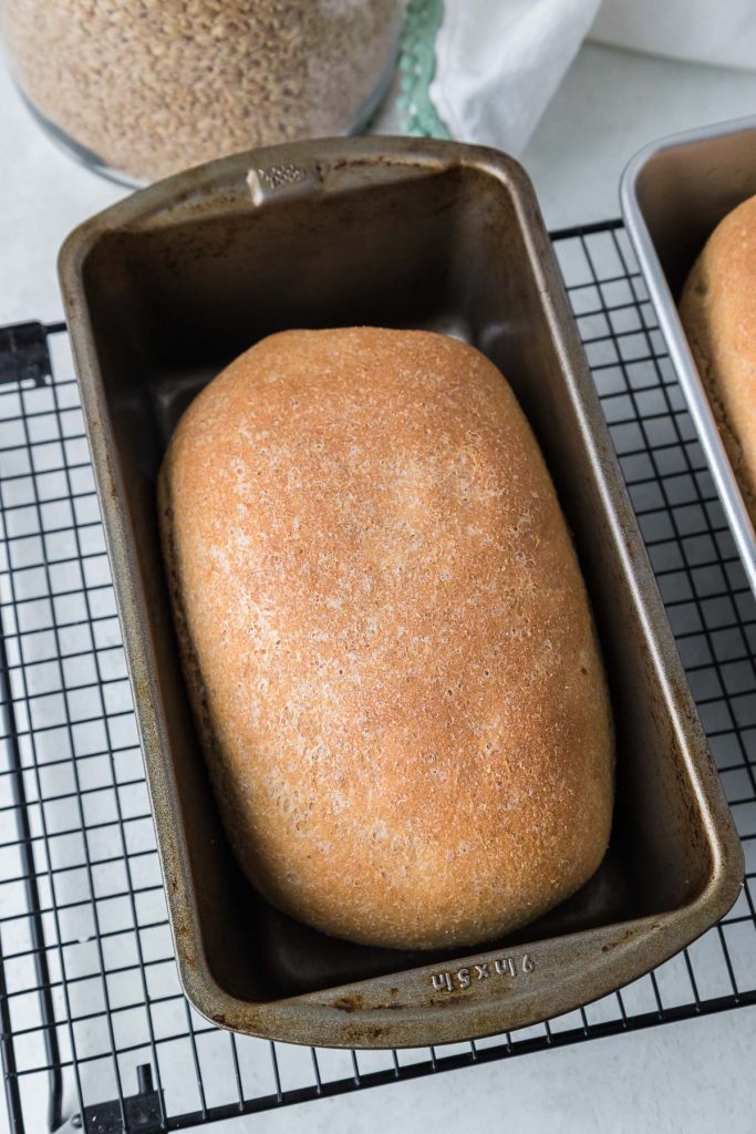 Yeast bread with freshly milled flour in the baking pan. 