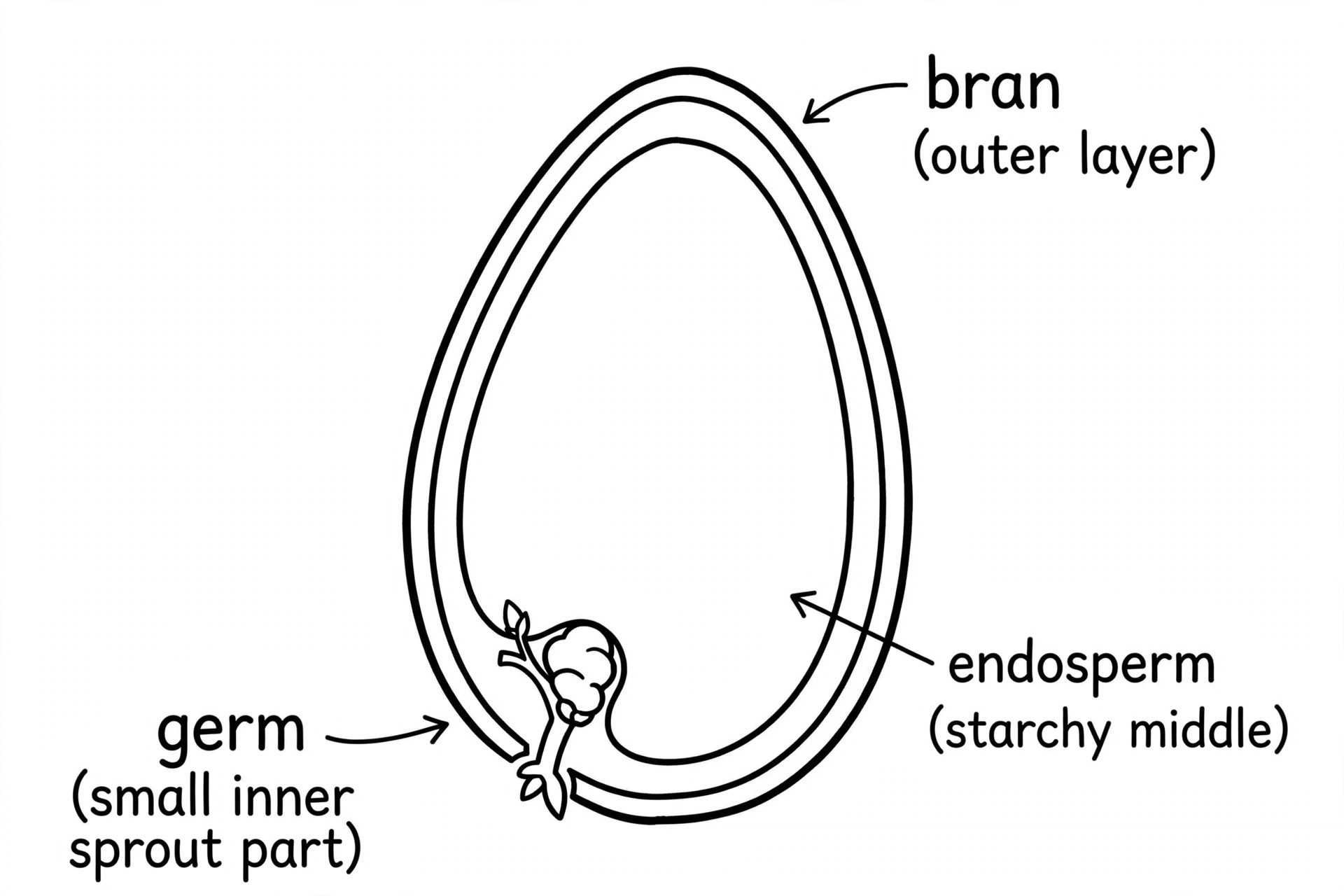 Labeled drawing showing the bran, germ and endosperm of a wheat berry