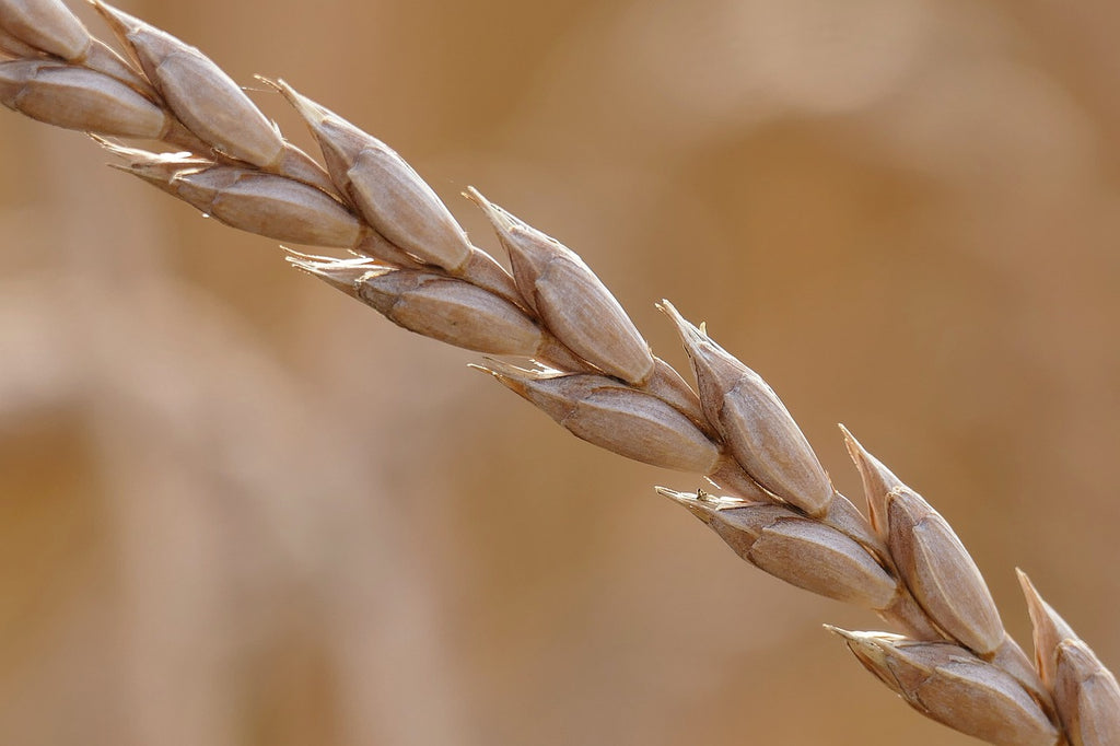 Close-up of a ripe spelt ear