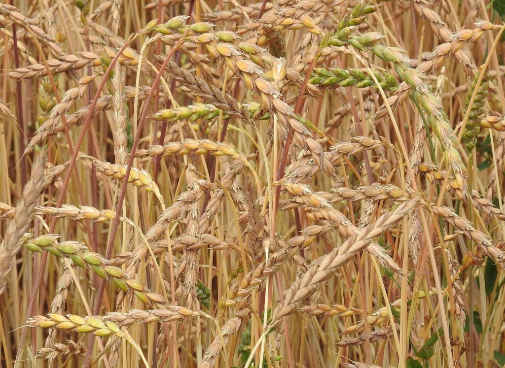 Spelt growing ripe in the field