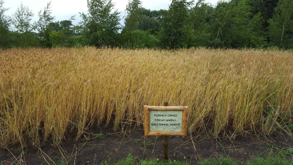A field of spelt growing