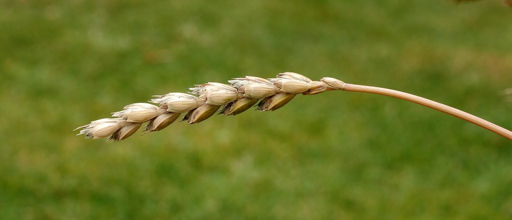 A single spelt ear