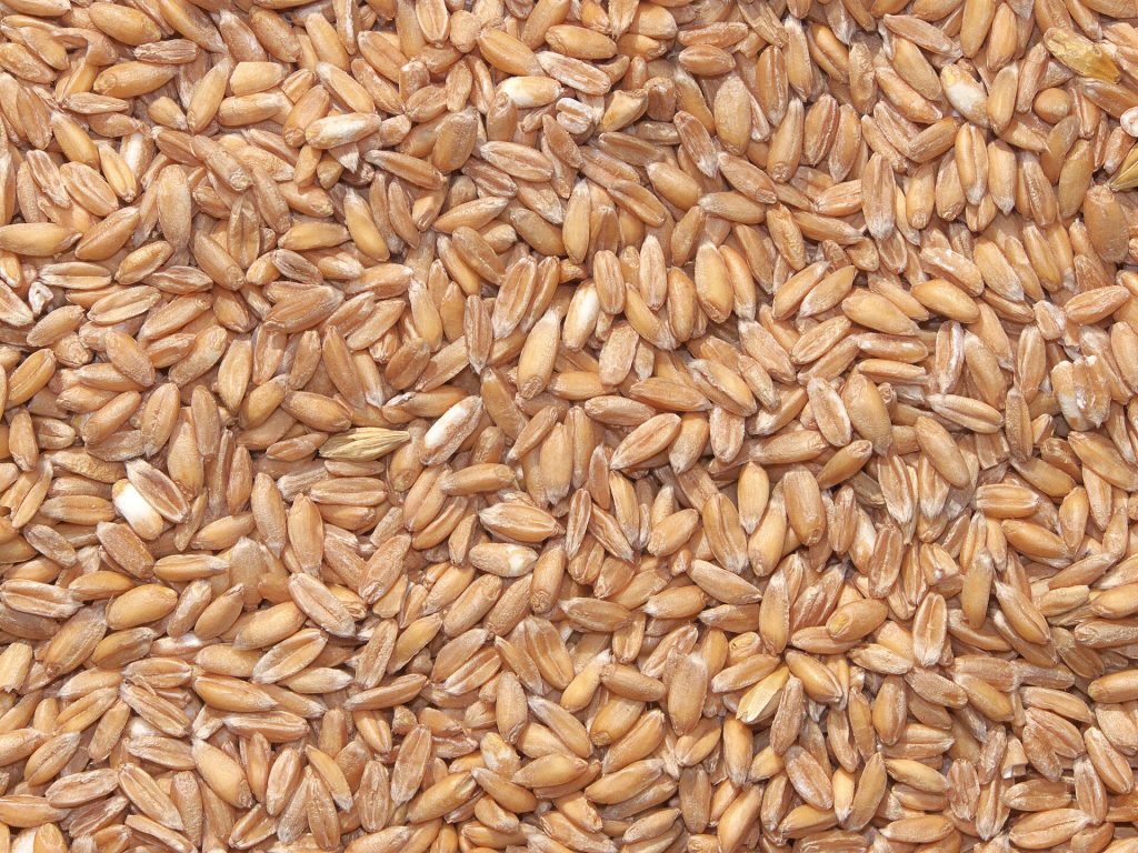 Spelt berries, dehulled and ready to mill