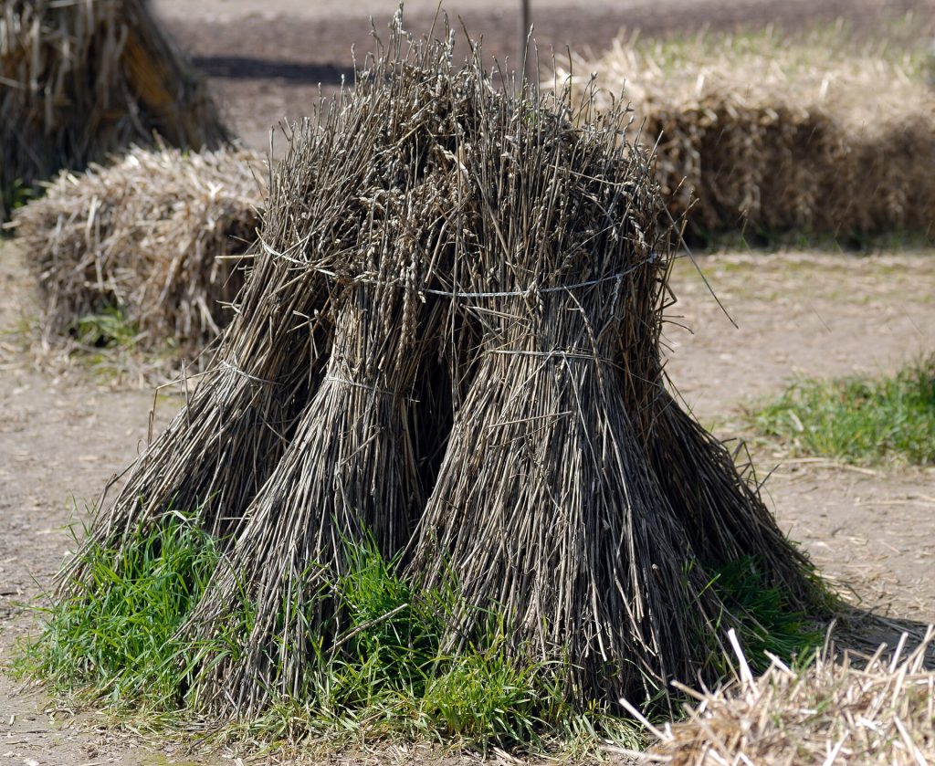 Harvested spelt sheaves standing in a field